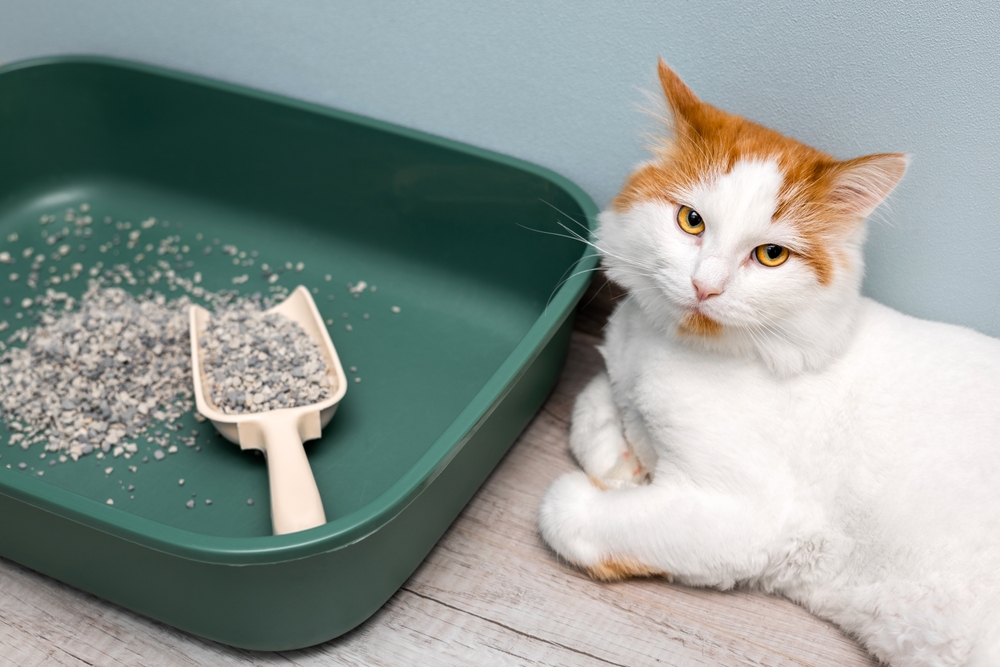 Kedi Kumu Secerken Goz Onunde Bulundurulmasi Gerekenler