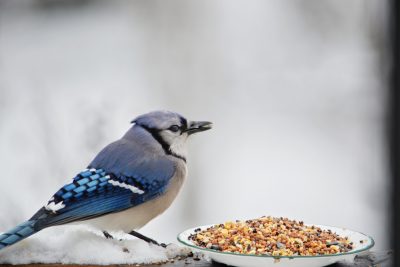 kuş yemi seçerken dikkat edilmesi gerekenler